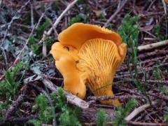 Chanterelle. Photo by Ole Husby